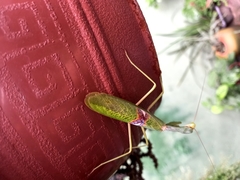 Stagmatoptera biocellata