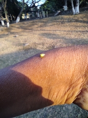 Membracidae