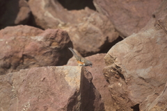 Pipilo maculatus socorroensis