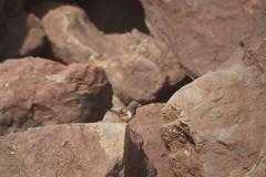 Pipilo maculatus socorroensis