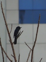 Copsychus saularis