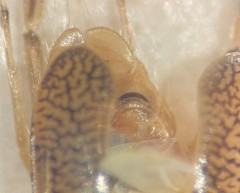 Trichocorixa arizonensis