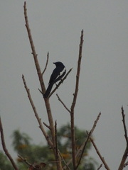 Copsychus saularis