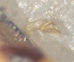 Trichocorixa arizonensis