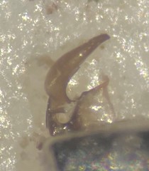 Trichocorixa arizonensis