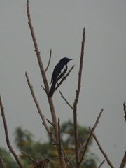 Copsychus saularis