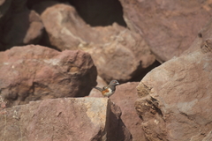 Pipilo maculatus socorroensis