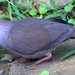 Gray-chested Dove - Photo (c) brewmaster, some rights reserved (CC BY-NC), uploaded by brewmaster