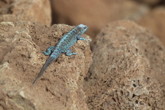 Urosaurus auriculatus