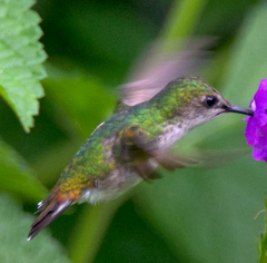 Microchera albocoronata