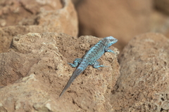 Urosaurus auriculatus