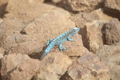 Urosaurus auriculatus