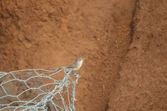 Troglodytes sissonii