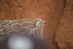 Troglodytes sissonii