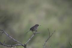 Troglodytes sissonii