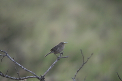 Troglodytes sissonii