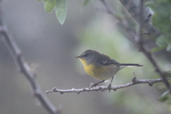 Setophaga pitiayumi graysoni