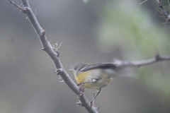 Setophaga pitiayumi graysoni