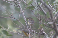 Setophaga pitiayumi graysoni