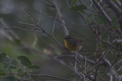 Setophaga pitiayumi graysoni