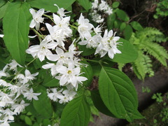 Deutzia gracilis