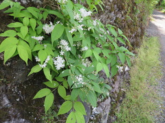 Deutzia gracilis