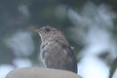 Troglodytes sissonii