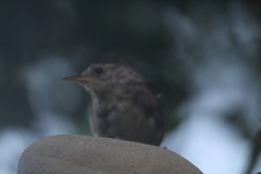 Troglodytes sissonii