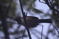 Pipilo maculatus socorroensis
