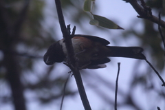 Pipilo maculatus socorroensis