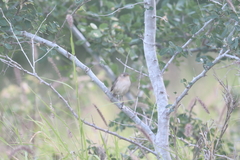 Troglodytes sissonii