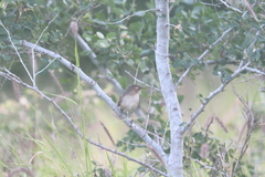 Troglodytes sissonii