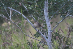 Troglodytes sissonii