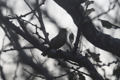 Troglodytes sissonii