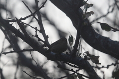 Troglodytes sissonii