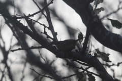 Troglodytes sissonii