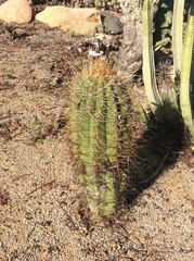 Trichocereus