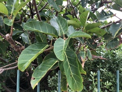 Ficus lutea
