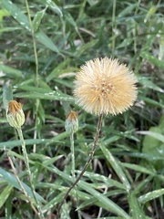 Leibnitzia anandria