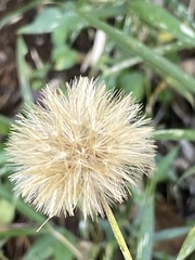 Leibnitzia anandria