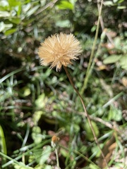 Leibnitzia anandria