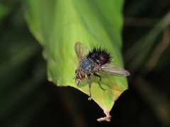 Jurinella