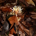 Voyria corymbosa corymbosa - Photo (c) Sébastien SANT, some rights reserved (CC BY-NC), uploaded by Sébastien SANT