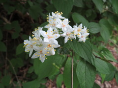 Deutzia scabra
