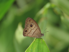 Hermeuptychia harmonia
