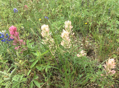 Castilleja purpurea