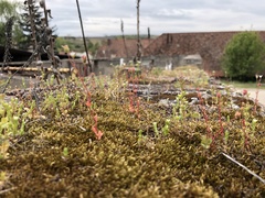 Veronica arvensis