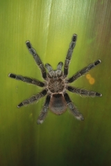 Pachistopelma rufonigrum