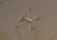 Limnogonoides