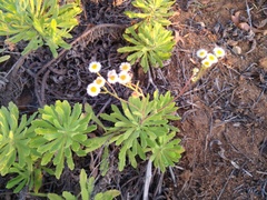 Erigeron socorrensis